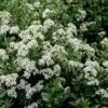 Olearia (x) Haastii - Aster En Arbre -Promos Jardin Bulbes Magasin Olearia x haastii 100156 1