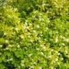 Seringat Des Jardins - Philadelphus Coronarius Aureus -Promos Jardin Bulbes Magasin PHILADELPHUS AUREUS 781844 1