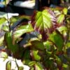 Parrotia Persica Persian Spire - Arbre De Fer -Promos Jardin Bulbes Magasin Parrotia persica Persian Spire 84184 1