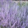 Perovskia Atriplicifolia Blue Steel -Promos Jardin Bulbes Magasin Perovskia atriplicifolia Blue Steel en pot de 23L 89854 1