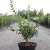 Philadelphus Dame Blanche - Seringat -Promos Jardin Bulbes Magasin Philadelphus Dame Blanche 84188 1