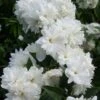 Seringat - Philadelphus Frosty Morn -Promos Jardin Bulbes Magasin Philadelphus Frosty Morn 84189 1
