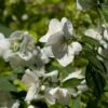 Seringat Des Jardins - Philadelphus Innocence -Promos Jardin Bulbes Magasin Philadelphus Innocence 7975 1