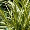 Phormium Cream Delight - Lin Des Montagnes. -Promos Jardin Bulbes Magasin Phormium Cream Delight 83414 1