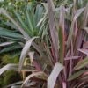 Phormium Pink Stripe - Lin De Nouvelle-Zélande -Promos Jardin Bulbes Magasin Phormium Pink Stripe 83514 1