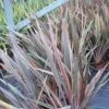 Phormium Rainbow Queen - Lin De Nouvelle-Zélande -Promos Jardin Bulbes Magasin Phormium Rainbow Queen 82779 1