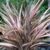 Phormium Rainbow Sunrise - Lin De Nouvelle-Zélande -Promos Jardin Bulbes Magasin Phormium Rainbow Sunrise 85029 1