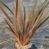 Phormium Sundowner - Lin De Nouvelle-Zélande -Promos Jardin Bulbes Magasin Phormium Sundowner 83515 1