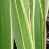 Phormium Cookianum Tricolor - Lin Des Montagnes -Promos Jardin Bulbes Magasin Phormium Tricolor 83432 1
