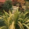 Phormium Tenax Yellow Wave - Lin De Nouvelle-Zélande -Promos Jardin Bulbes Magasin Phormium Yellow Wave 83433 1