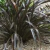 Phormium Cookianum Black Adder - Lin Des Montagnes. -Promos Jardin Bulbes Magasin Phormium cookianum Black adder 83417 1