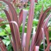 Phormium Tenax Evening Glow - Lin De Nouvelle-Zélande -Promos Jardin Bulbes Magasin Phormium tenax Evening Glow 83430 1