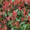 Photinia Little Red Robin -Promos Jardin Bulbes Magasin Photinia Fraseri Little Red Robin 781765 1