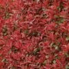 Photinia Fraseri Carré Rouge -Promos Jardin Bulbes Magasin Photinia fraseri Carre Rouge 85708 1