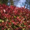 Photinia Fraseri Devil's Dream