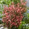 Photinia Fraseri Little Fenna -Promos Jardin Bulbes Magasin Photinia fraseri Little Fenna copyright 17928 1