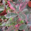Photinia Fraseri Louise -Promos Jardin Bulbes Magasin Photinia fraseri Louise 85797 1