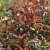 Photinia Fraseri Red Ballcoon -Promos Jardin Bulbes Magasin Photinia fraseri Red Ballcoon V 19040 1