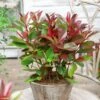 Photinia Fraseri Red Light -Promos Jardin Bulbes Magasin Photinia fraseri Red Light copyright 17929 1