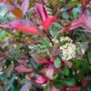 Photinia Fraseri Baton Rouge -Promos Jardin Bulbes Magasin Photinia x fraseri Baton Rouge copyright 1007582 1