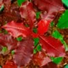 Photinia X Fraseri Magical Volcano -Promos Jardin Bulbes Magasin Photinia x fraseri Magical Volcano 100158 1