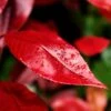 Photinia X Fraseri Nana -Promos Jardin Bulbes Magasin Photinia x fraseri Nana Photinia nain copyright 8893811 1