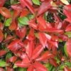 Photinia Fraseri Dicker Toni -Promos Jardin Bulbes Magasin Photinia fraseri Dicker Toni 84197 1