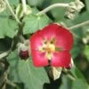 Phymosia Umbellata 2 Phymosia Umbellata -Promos Jardin Bulbes Magasin Phymosia umbellata 85303 1
