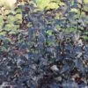 Physocarpus Opulifolius All Black - Physocarpe Noir -Promos Jardin Bulbes Magasin Physocarpus opulifolius All Black 84464 3
