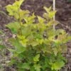 Physocarpus Opulifolius Amber Jubilee -Promos Jardin Bulbes Magasin Physocarpus opulifolius Amber Jubilee 781766 1
