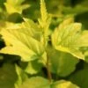Physocarpus Opulifolius Angel Gold - Physocarpe -Promos Jardin Bulbes Magasin Physocarpus opulifolius Angel Gold 84201 5