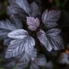 Physocarpus Opulifolius Black Light - Physocarpe -Promos Jardin Bulbes Magasin Physocarpus opulifolius Black Light copyright 1007601 1