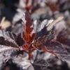 Physocarpus Opulifolius Burgundy Candy -Promos Jardin Bulbes Magasin Physocarpus opulifolius Burgundy Candy 100761 1