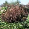 Physocarpus Opulifolius Magic Sweet Cherry Tea -Promos Jardin Bulbes Magasin Physocarpus opulifolius Magic Sweet Cherry Tea Physocarpe IF 179310 1