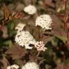 Physocarpus Opulifolius Perspektiva -Promos Jardin Bulbes Magasin Physocarpus opulifolius Perspektiva copyright 100764 1