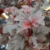 Physocarpe à Feuilles D'Obier - Physocarpus Opulifolius Rubella -Promos Jardin Bulbes Magasin Physocarpus opulifolius Rubella 100765 1