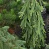Picea Abies Frohburg - Epicea Pleureur -Promos Jardin Bulbes Magasin Picea abies Frohburg 0675002 1