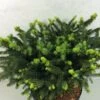 Epicea Commun - Picea Abies Hana Subutus -Promos Jardin Bulbes Magasin Picea abies Hana Subutus 676002 1