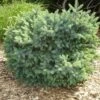 Épinette Blanche - Picea Glauca Cecilia -Promos Jardin Bulbes Magasin Picea glauca Cecilia 0683002 1