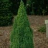 Picea Glauca Laurin - Epinette Blanche 2 Picea Glauca Laurin - Epinette Blanche -Promos Jardin Bulbes Magasin Picea glauca Laurin 0690002 1