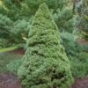 Epinette Blanche - Picea Glauca Rainbow's End -Promos Jardin Bulbes Magasin Picea glauca Rainbow s End 0691002 1