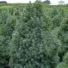 Epinette Blanche - Picea Glauca Sander's Blue -Promos Jardin Bulbes Magasin Picea glauca Sander s Blue 0692002 1