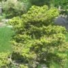Épicéa Du Japon - Picea Jezoensis Var. Hondoensis -Promos Jardin Bulbes Magasin Picea jezoensis var. hondoensis 0694002 1