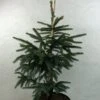 Epinette Noire - Picea Mariana Aurea -Promos Jardin Bulbes Magasin Picea mariana Aurea 695002 1
