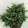 Epicea De Serbie - Picea Omorika Beskid -Promos Jardin Bulbes Magasin Picea omorika Beskid 698002 1