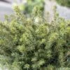 Epicea De Serbie - Picea Omorika Karel -Promos Jardin Bulbes Magasin Picea omorika Karel 0699002 1