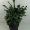 Epicea De Serbie - Picea Omorika Wodan -Promos Jardin Bulbes Magasin Picea omorika Wodan 703002 1