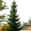 Épicéa De Serbie Nana - Picea Omorika -Promos Jardin Bulbes Magasin Picea omorika epicea de Serbie Nana 87086 1 87086 1