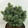 Picea Pungens Brynek - Epicea Bleu -Promos Jardin Bulbes Magasin Picea pungens Brynek 709002 1