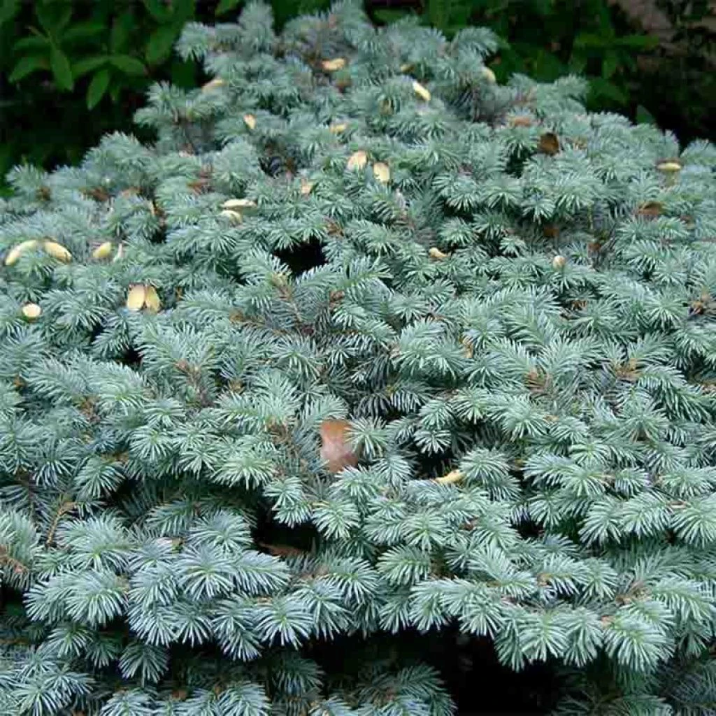 Epicea Bleu - Picea Pungens Glauca Globosa 3 Epicea Bleu - Picea Pungens Glauca Globosa